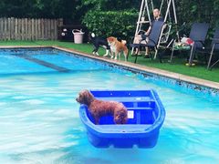 -汪说喵讲宠物乐园宠物酒店(红星美凯龙店)