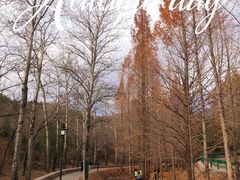 -白水寺森林公园