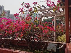 -屯门公园