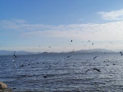 -深圳湾公园(南山区)