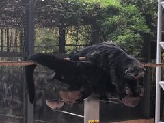 -清迈夜间动物园