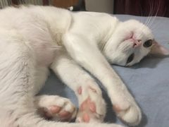 -爱诺耐芙动物医院(万博店)