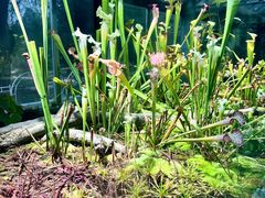 -国家植物园南园