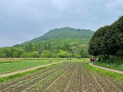 -八卦田遗址公园