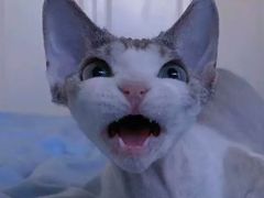 -山宅一喵德文卷毛猫舍