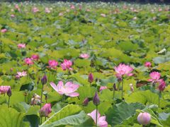-荷塘月色湿地公园·向阳花洲