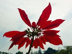 -中国科学院华南植物园