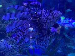 -烟台海昌鲸鲨海洋公园