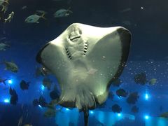 -瑞德姆美人鱼海底演艺主题餐厅(亚龙湾店)