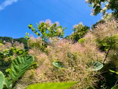 -秦岭终南山世界地质公园翠华山景区