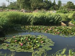-梁鸿国家湿地公园