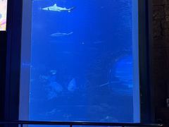 -太平洋海底世界