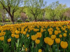 -上海鲜花港