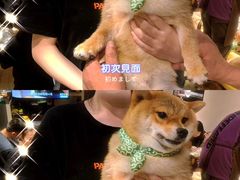 -逗柴咖啡屋·狗咖猫咖宠物桌游