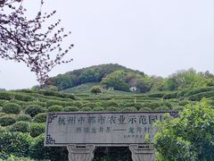 -龙井村