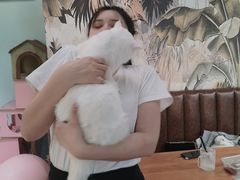 -猫小院猫主题餐厅(三里屯店)