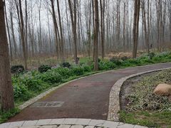 -合肥滨湖国家森林公园