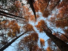 -上海海湾国家森林公园