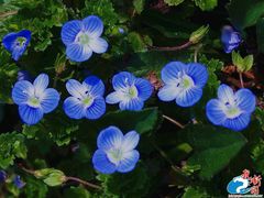 -牛背梁国家森林公园