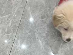 -艾贝尔宠物医院·宠保定点·超声绝育·免疫点(樱花路店)