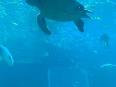-海棠湾洲际-涛·海底餐厅·美人鱼·自助餐·海底隧道