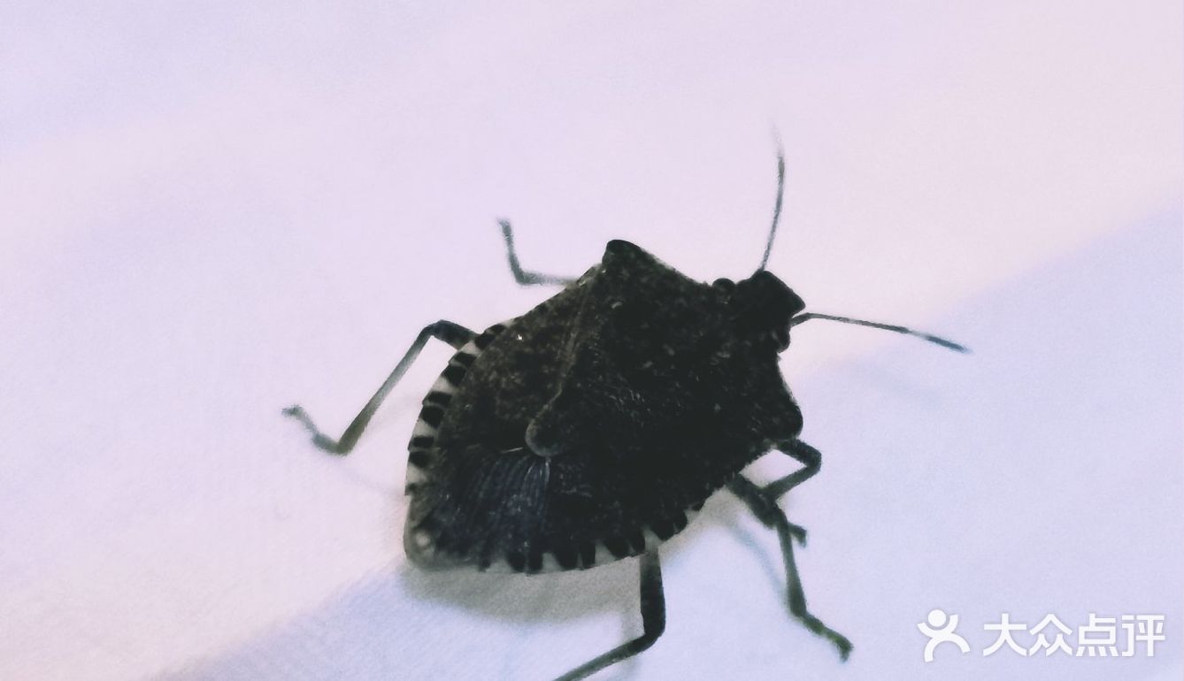 依山而建，满地马陆千足虫和栗子壳儿🌰