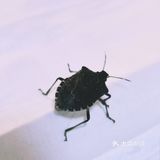 依山而建，满地马陆千足虫和栗子壳儿🌰