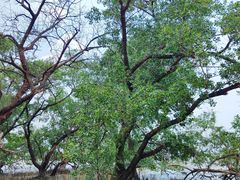 -宝安西湾红树林湿地公园