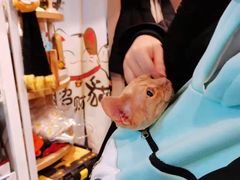 -十年猫舍·猫咪专门店(普陀店)