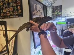 -酷以爬仙阁实体爬宠店·守宫·蜥蜴·专业繁育