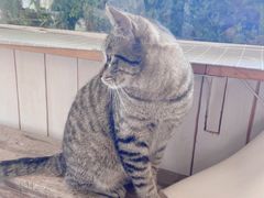 -海边的猫和咖啡馆
