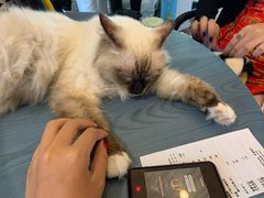 -喵屿·大理花园猫咖