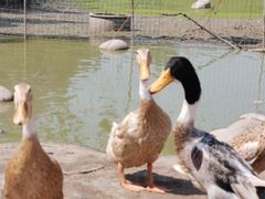 -前小桔亲子创意农场·草莓采摘·露营烧烤