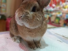 -宠物兔专门店(天丰利市场店)