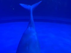-正佳极地海洋世界