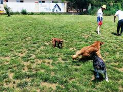 -趣玩宠物乐园寄养训犬训狗游泳池