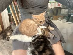 -楼上猫咖(罗湖店)