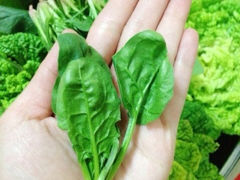 超小小菠菜-蛇口市场