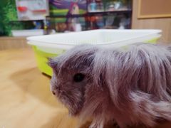 -藦茜花园宠物主题亲子互动体验馆(国顺东路店)