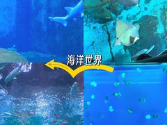 -大连圣亚海洋世界