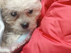 -宠福鑫康馨动物医院·骨科·眼科