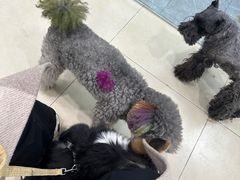 -宠福鑫康馨动物医院·骨科·眼科