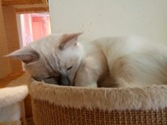 -藏猫猫咖啡主题馆(中央大道店)