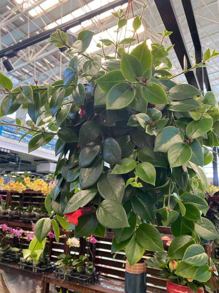 蟹岛国际花卉-"蟹岛里新开业的花卉市场,里面很宽敞,环境.