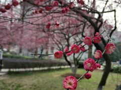 -武汉大学-樱园