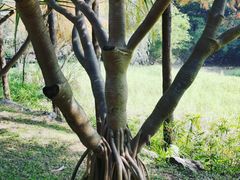 -深圳国际园林花卉博览园