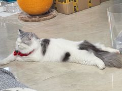 -猫大福·Fortune Cat猫舍(百子湾店)