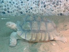 -上海大自然野生昆虫馆(东方明珠·爬宠昆虫探索中心)