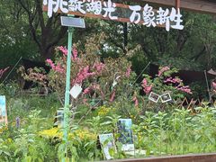 -金鸡湖桃花岛