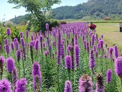 -径山花海